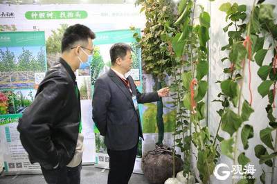 青島林產新名片 融合生態與科技，'青島林品'閃耀中國林交會